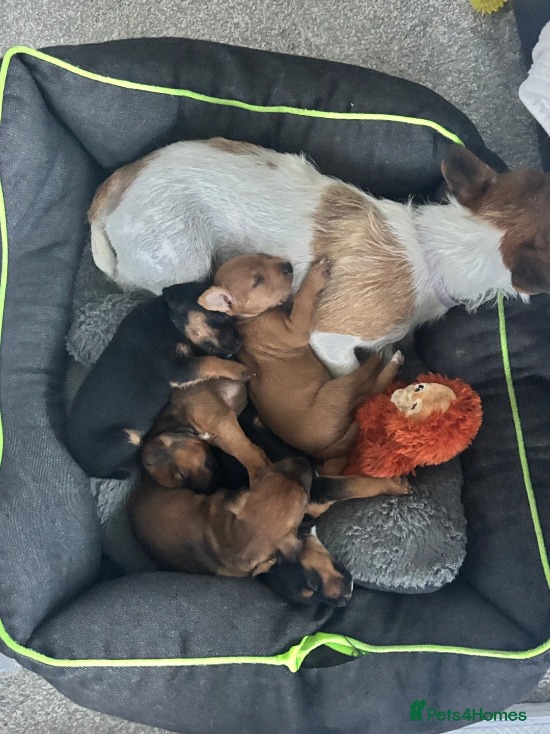 Mixed Breed dogs for sale: Lakeland Russell Puppies for sale - Advert 2