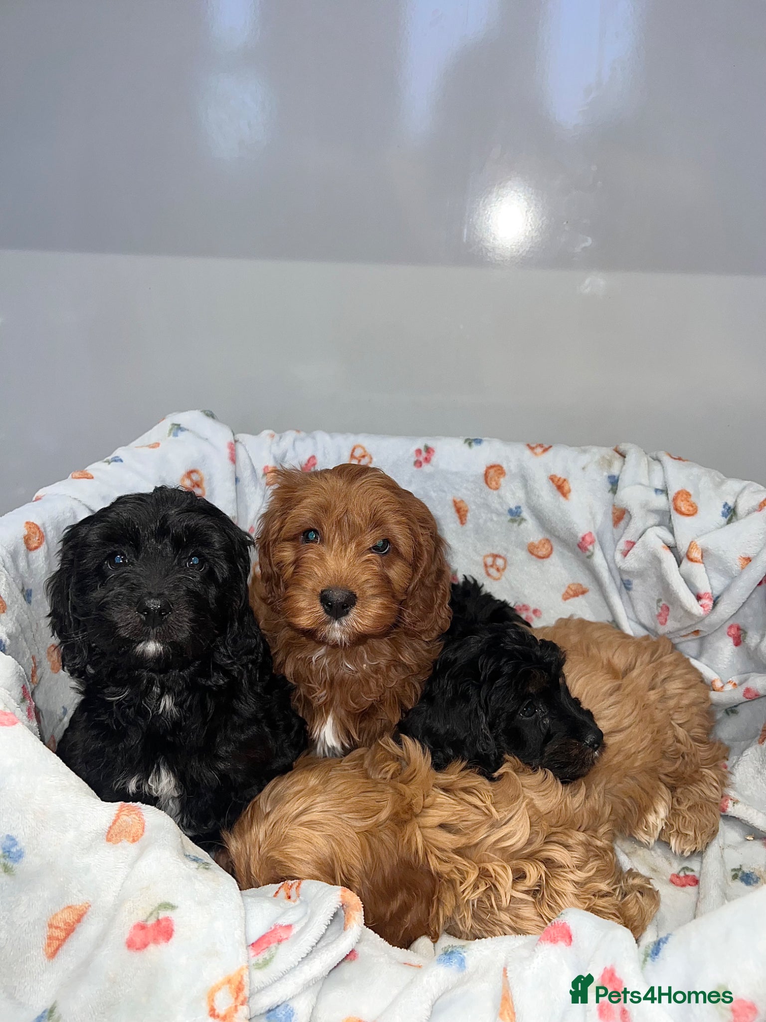 Cavapoo dogs Cavapoo puppies 🥰 - Advert 2