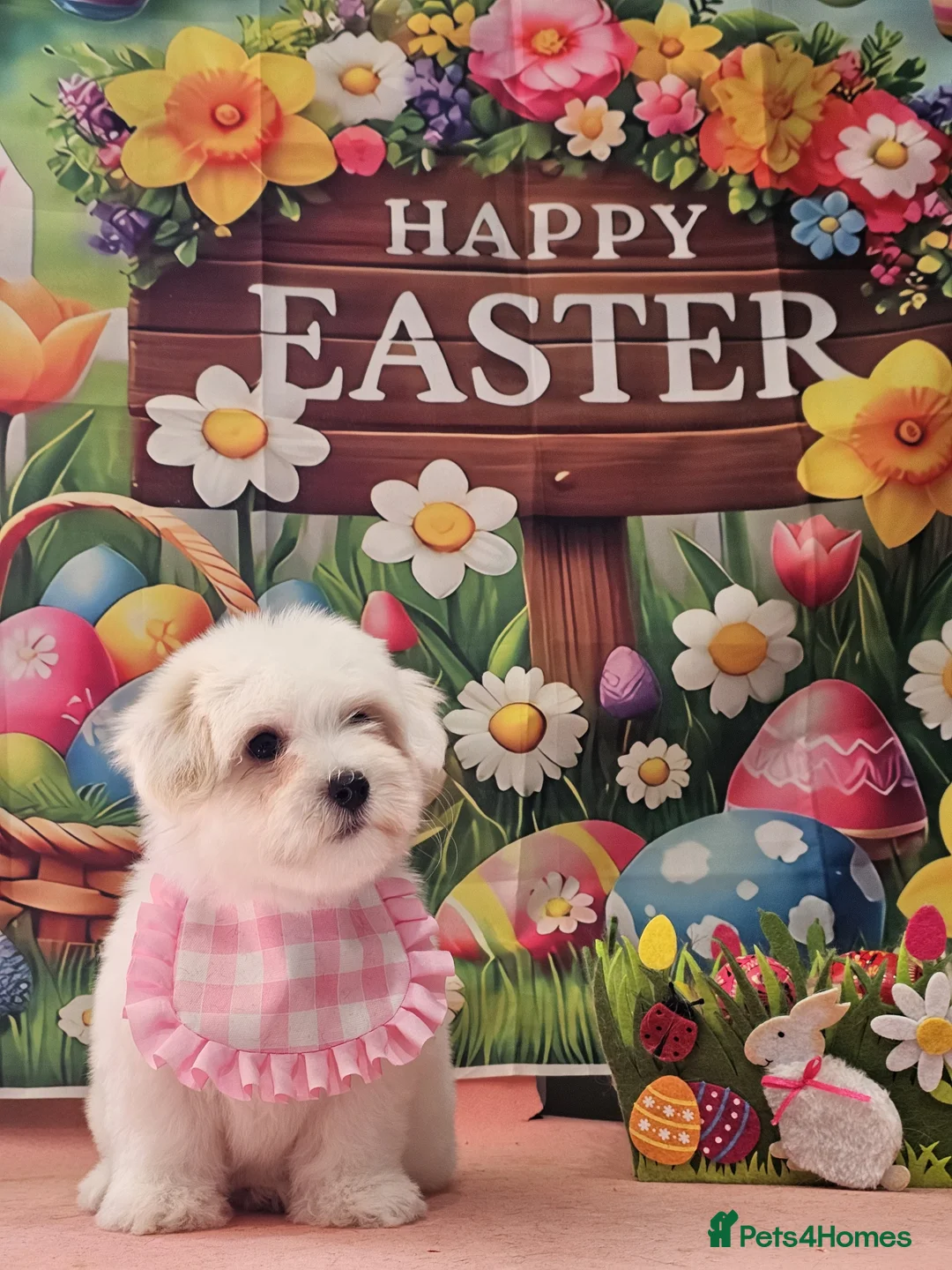 Coton De Tulear dogs for sale: Stunning puppy  - Advert 2