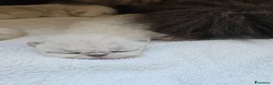Persian Kitten 10