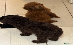 Toy Poodle dogs for sale: Beautiful hypoallergenic Toy poodle pups - Image 8