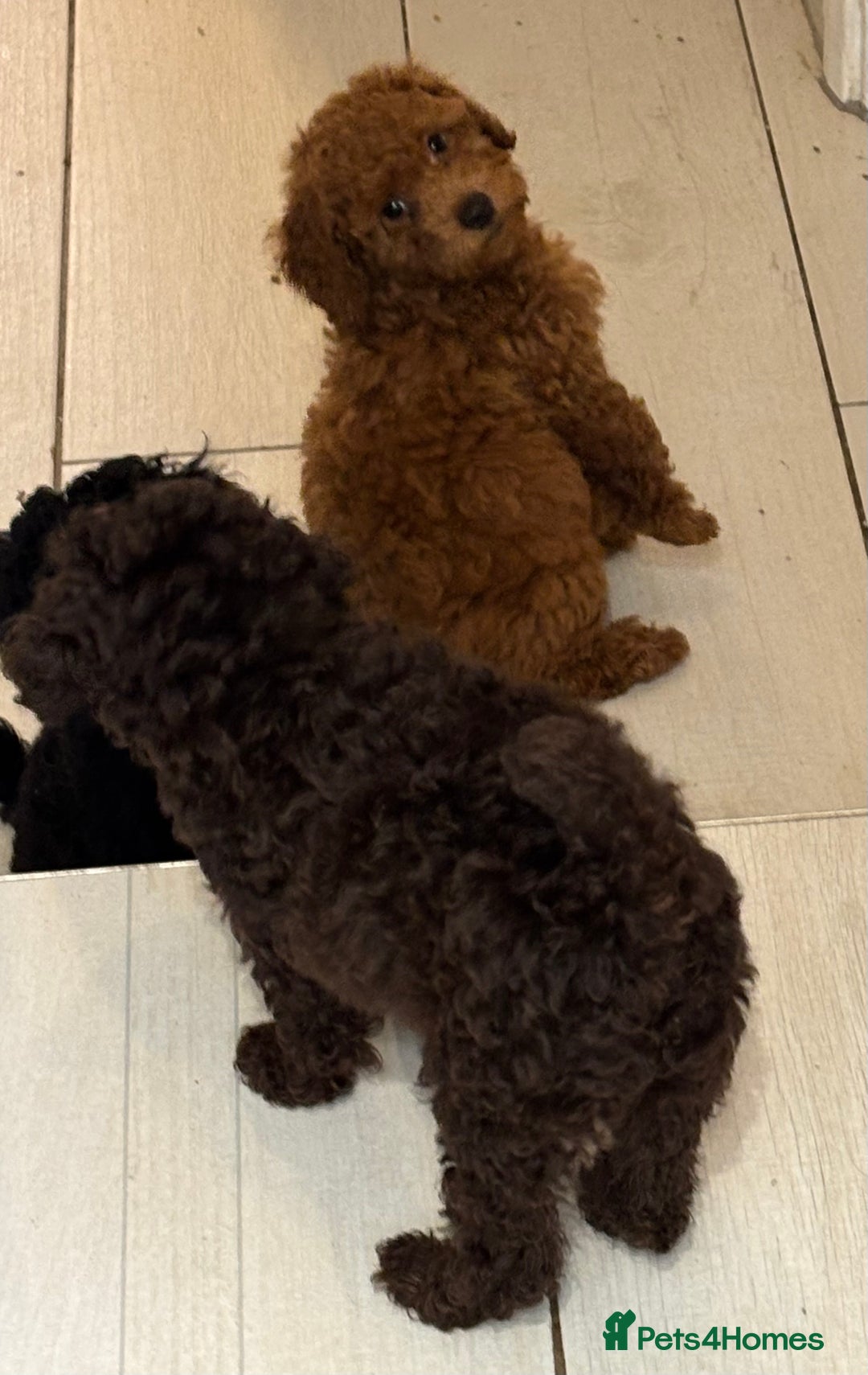 Toy Poodle dogs for sale: Beautiful hypoallergenic Toy poodle pups - Image 8