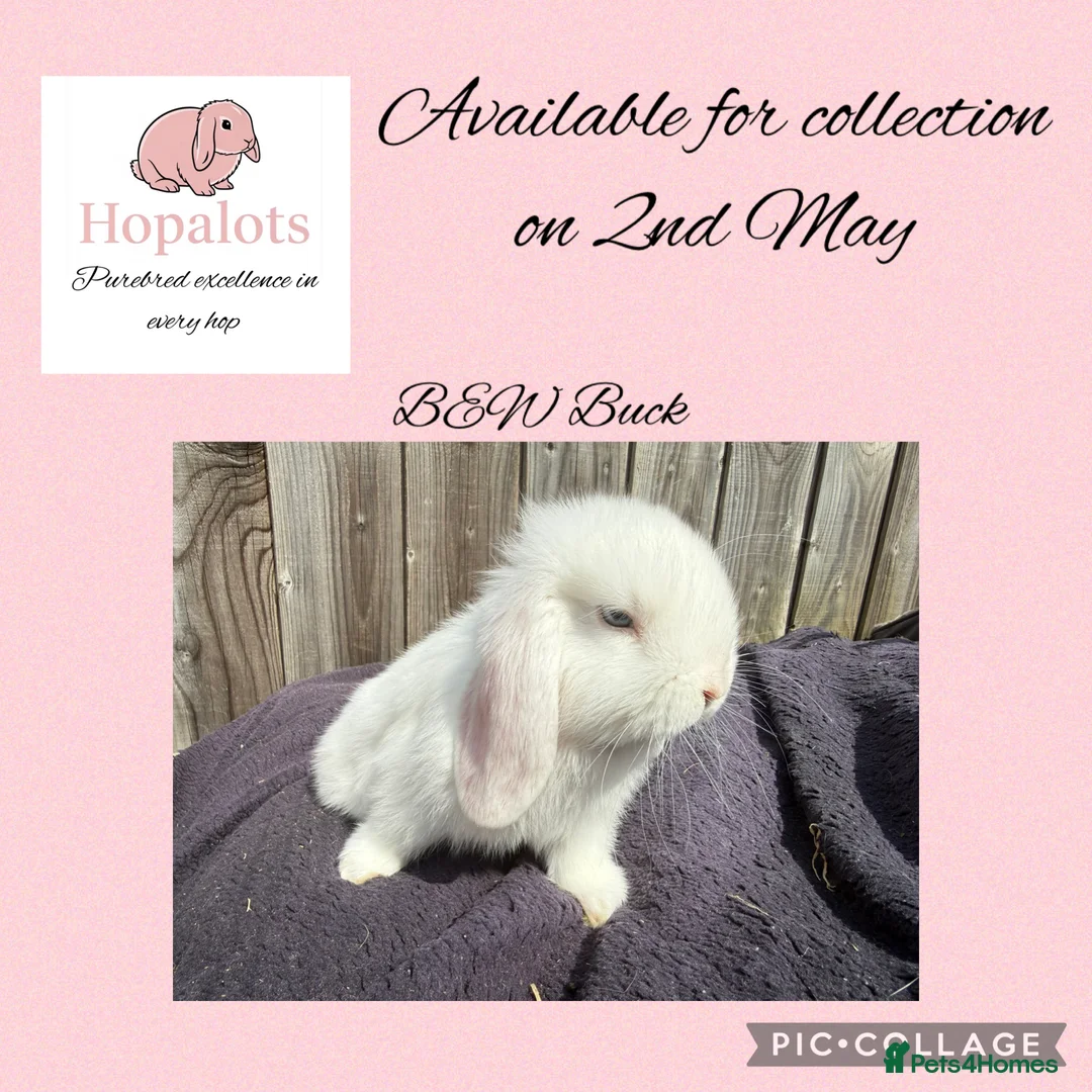 Mini Lop rabbits for sale: Pure bred mini lops  - Advert 2