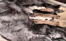 Cocker Spaniel dogs for sale: Cocker spaniel  - Image 10