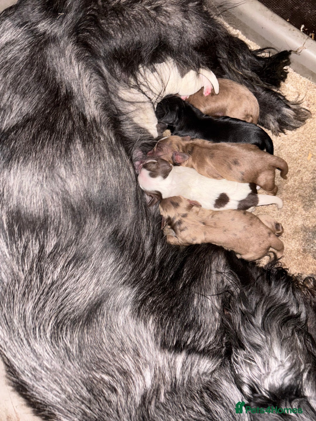 Cocker Spaniel dogs for sale: Cocker spaniel  - Image 10