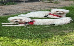 Bichon Frise dogs for sale: Two small Bichon Frise ready for their new home - Image 2