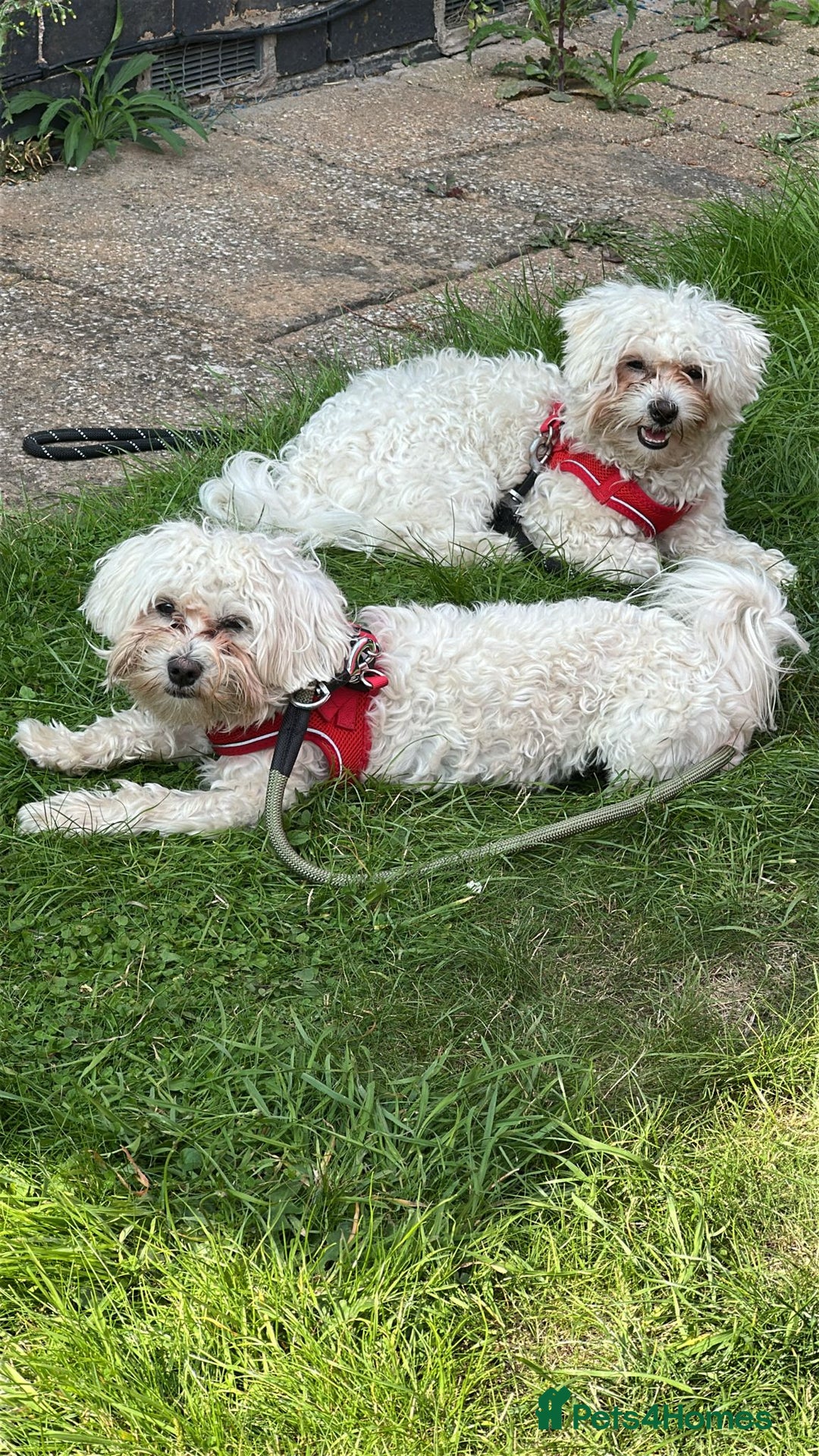 Bichon Frise dogs for sale: Two small Bichon Frise ready for their new home - Image 2