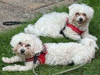 Bichon Frise dogs - Advert 7