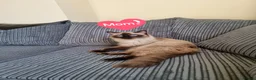 Persian cats for sale: 1male 1female Persian chinchilla  - Advert 8