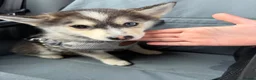 Pomsky dogs for sale: Male husky shadow  - Advert 3