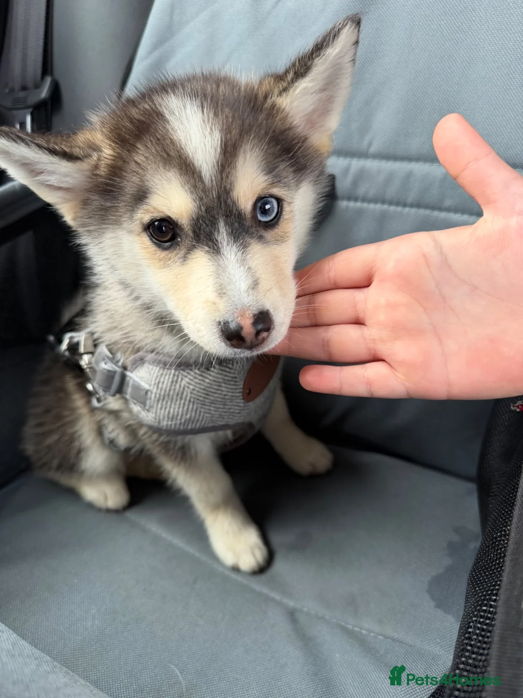 Pomsky dogs for sale: Male husky shadow  - Advert 3