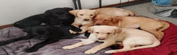 Labrador Retriever dogs for sale: Labrador Puppies for Sale  - Advert 5