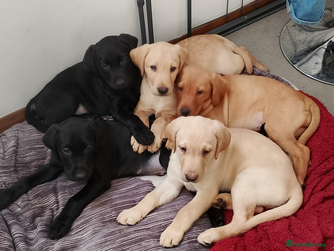 Labrador Retriever dogs for sale: Labrador Puppies for Sale  - Advert 5