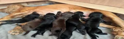 Cocker Spaniel dogs for sale: Black Cocker Spaniel Puppies in Lampeter - Advert 9