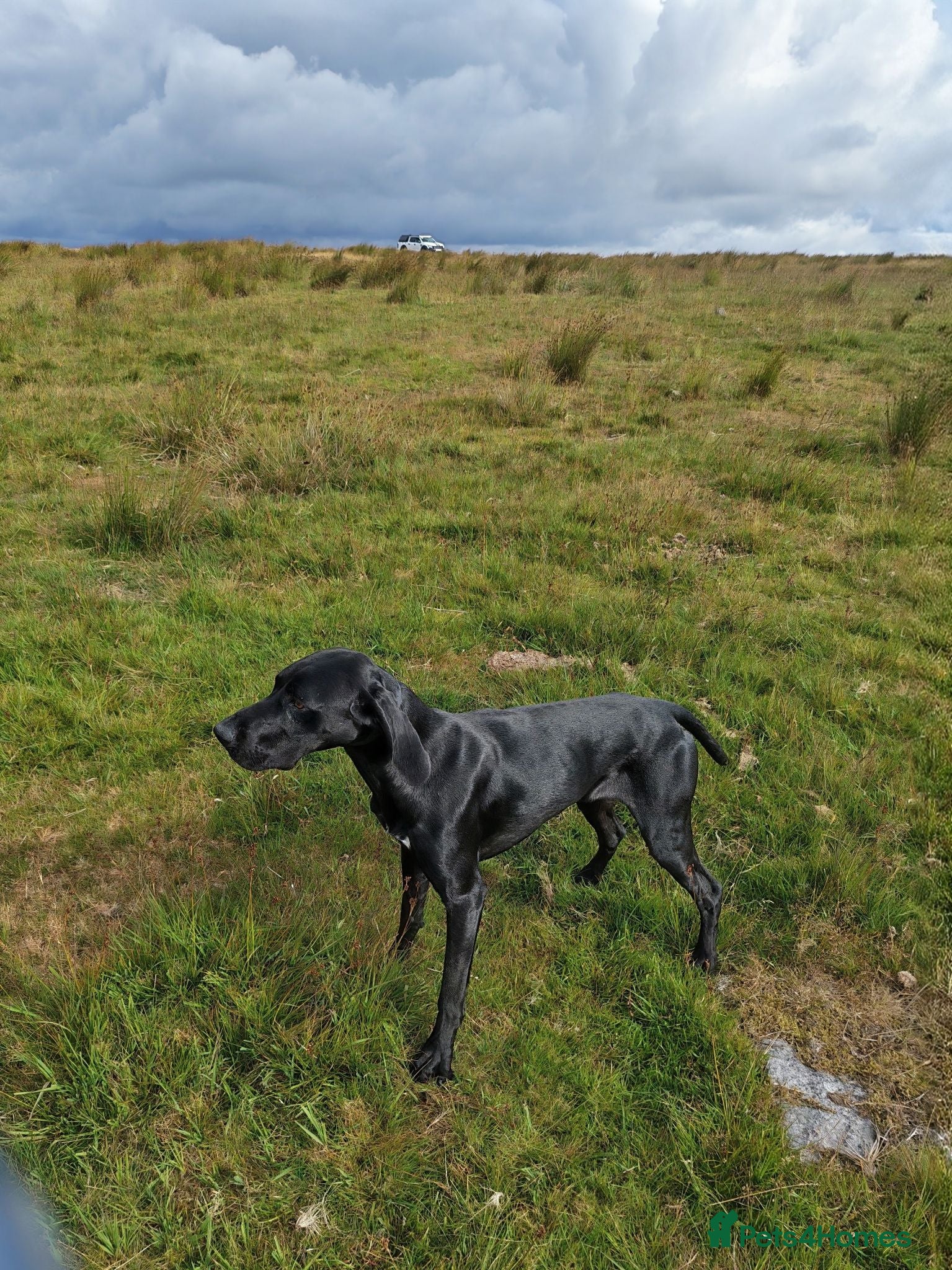 German Shorthaired Pointer dogs German shorthaired pointer - Advert 1