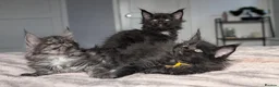Maine Coon cats for sale: Black&Black Smoke Tica registered  - Advert 10