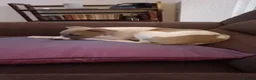 Whippet dogs for sale: 4 beautiful KC whippet puppies! - Advert 5