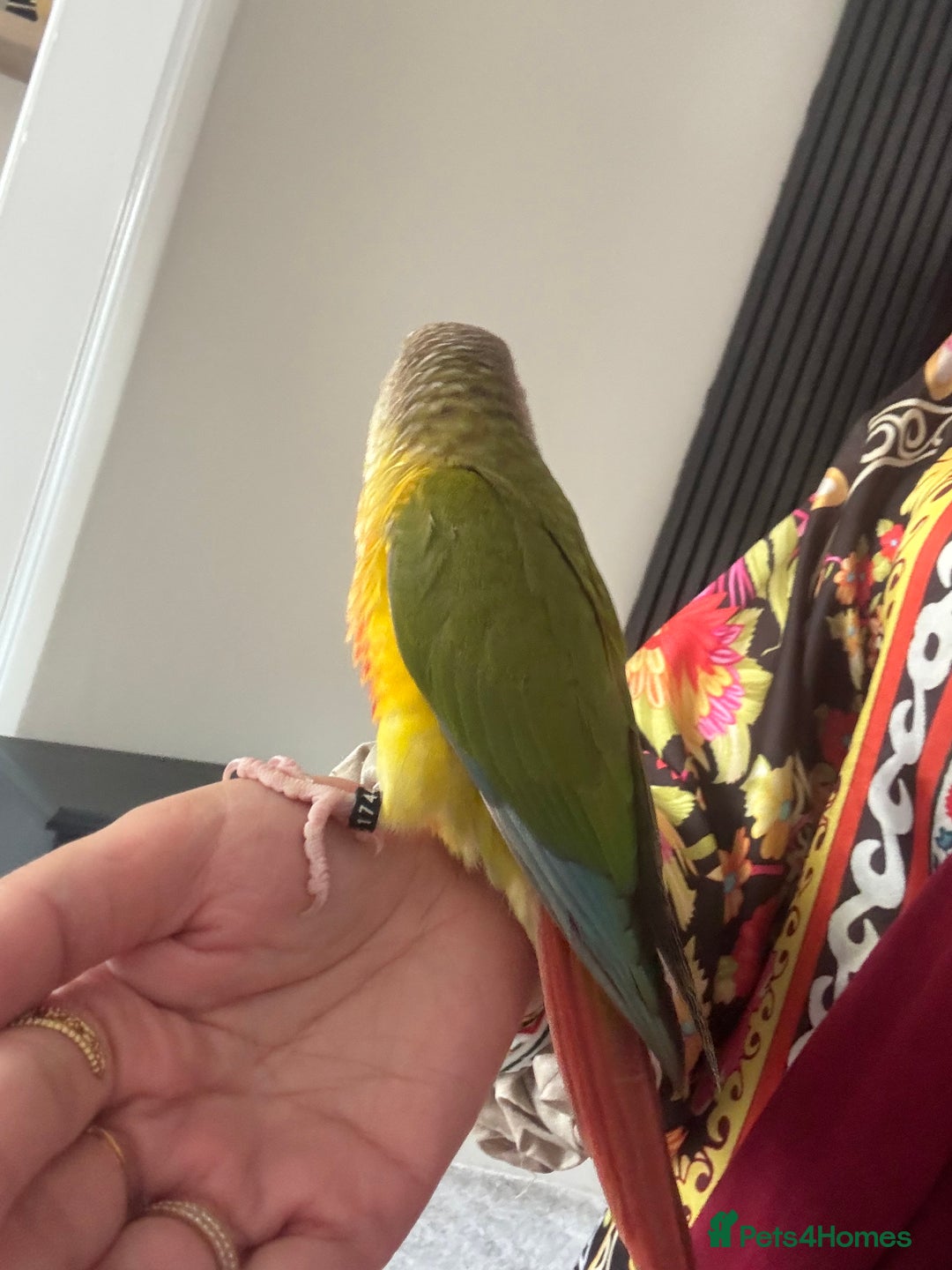 Conures birds for sale: Beautiful hand tame conure - Image 4