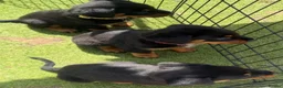 Rottweiler dogs for sale: 6 beautiful Rottweiler puppies  - Advert 4