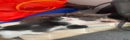 Mixed Breed cats for sale: 3 adorable kittens 2Males and 1Femal  in Stanmore - Advert 8