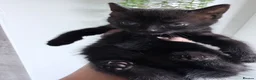 American Shorthair cats for sale: Beautiful kittens  - Advert 8