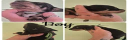 Miniature Dachshund dogs for sale: PRA CLEAR MINIATURE DACHSHUND PUPPIES - Advert 7
