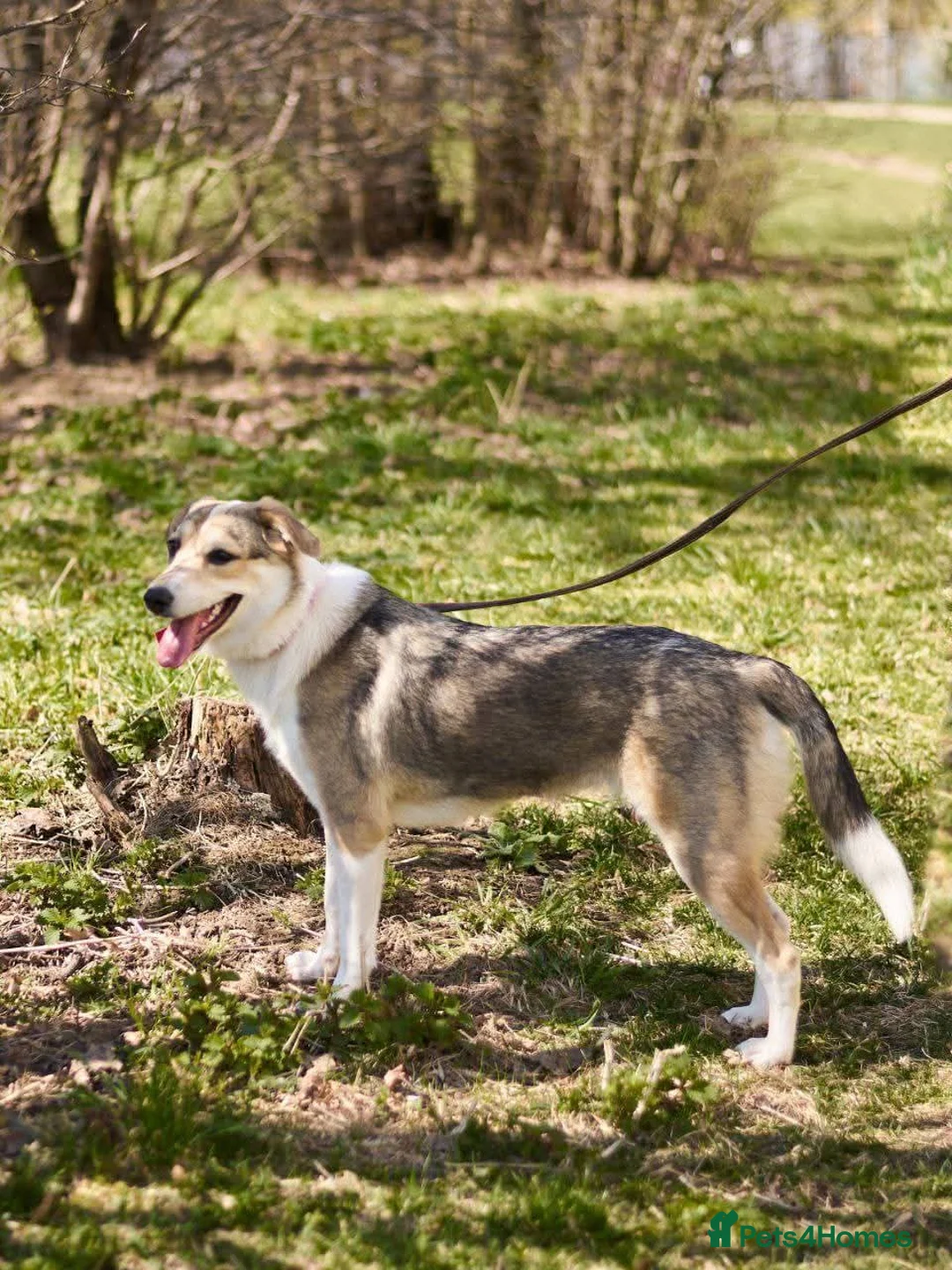 Mixed Breed dogs for adoption: FOSTER/ADOPT:❤️NINA hopes the world can be kind - Advert 2