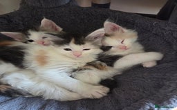 Maine Coon cats for sale: Variety of Maine coon kittens - Image 31
