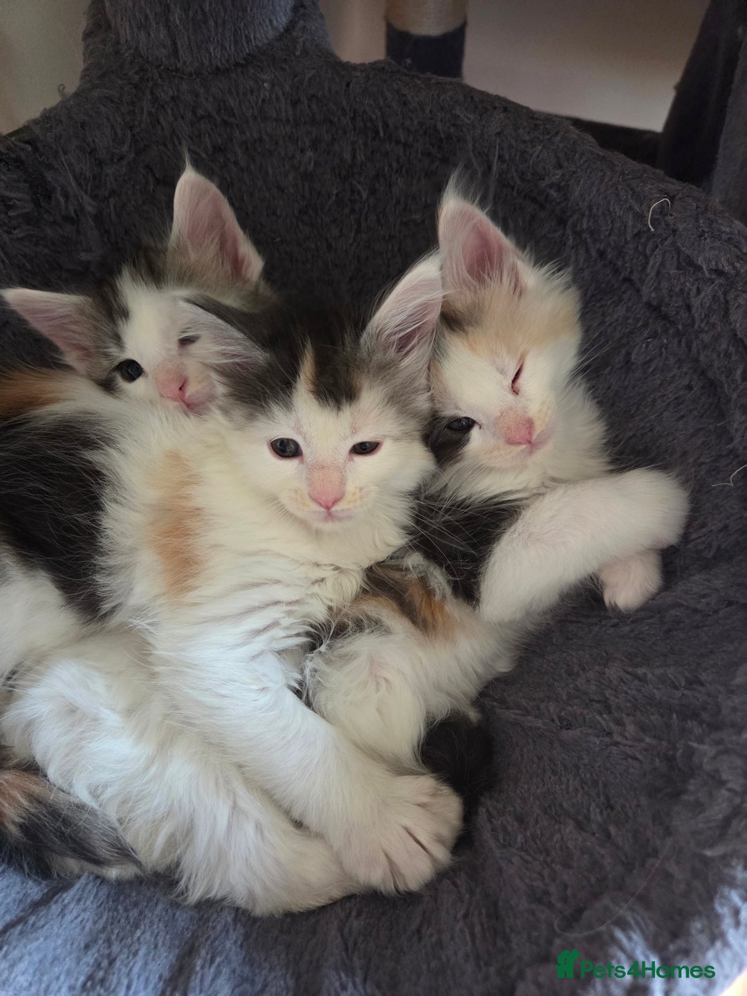 Maine Coon cats for sale: Variety of Maine coon kittens - Image 31