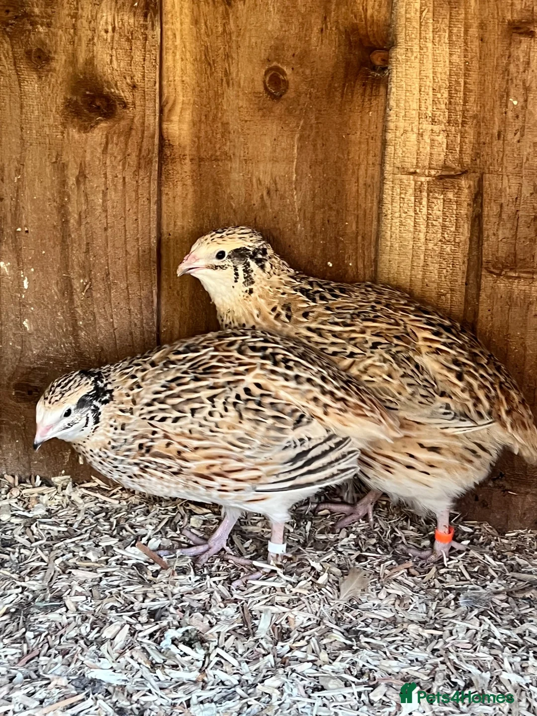 Quail poultry for sale: XL Giant Jumbo Italian Quail Hatching Eggs sexab  - Advert 2