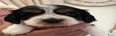 Cockalier 4