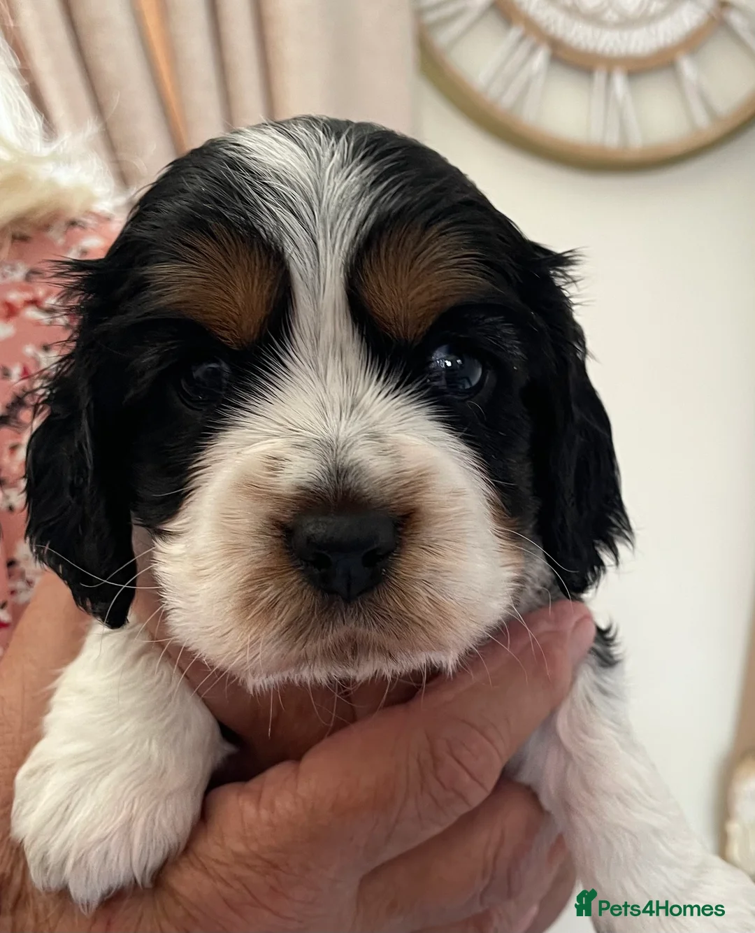 Cockalier dogs for sale: F1 Cockaliers best of both breeds  - Advert 2