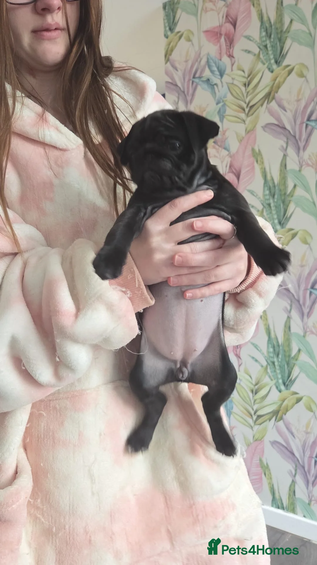 Pug dogs for sale: Last pure pug girl ready to leave  - Advert 6