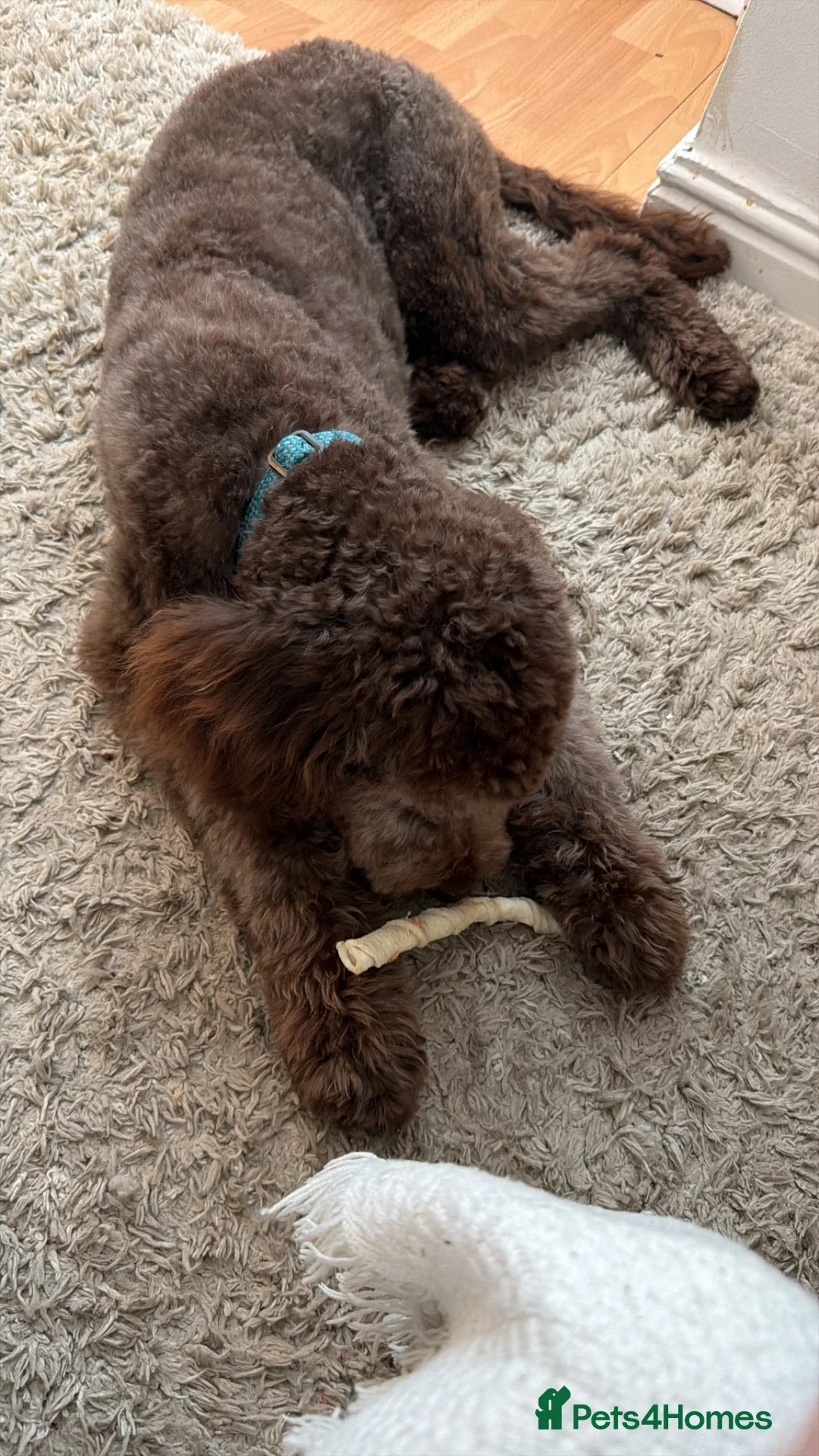 Goldendoodle dogs for sale: Female Goldendoodle £675 - Advert 4