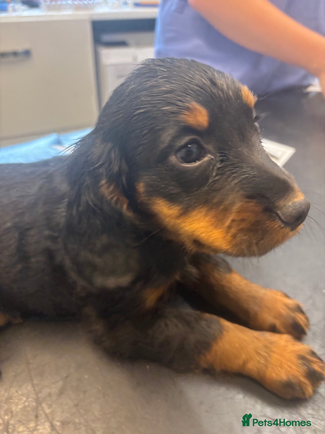 Cocker Spaniel dogs for sale: Working cocker spaniel pups - Image 5