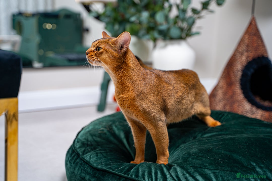 Abyssinian cats for sale: Silver Black Abyssinians-Champion TICA pedigree - Image 28