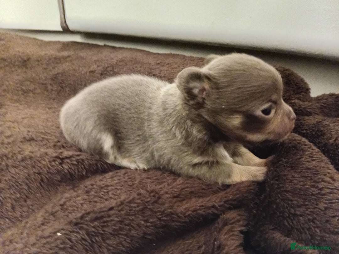 Chihuahua dogs for sale: Lilac and tan chihuahua boy ( ** ) - Advert 5