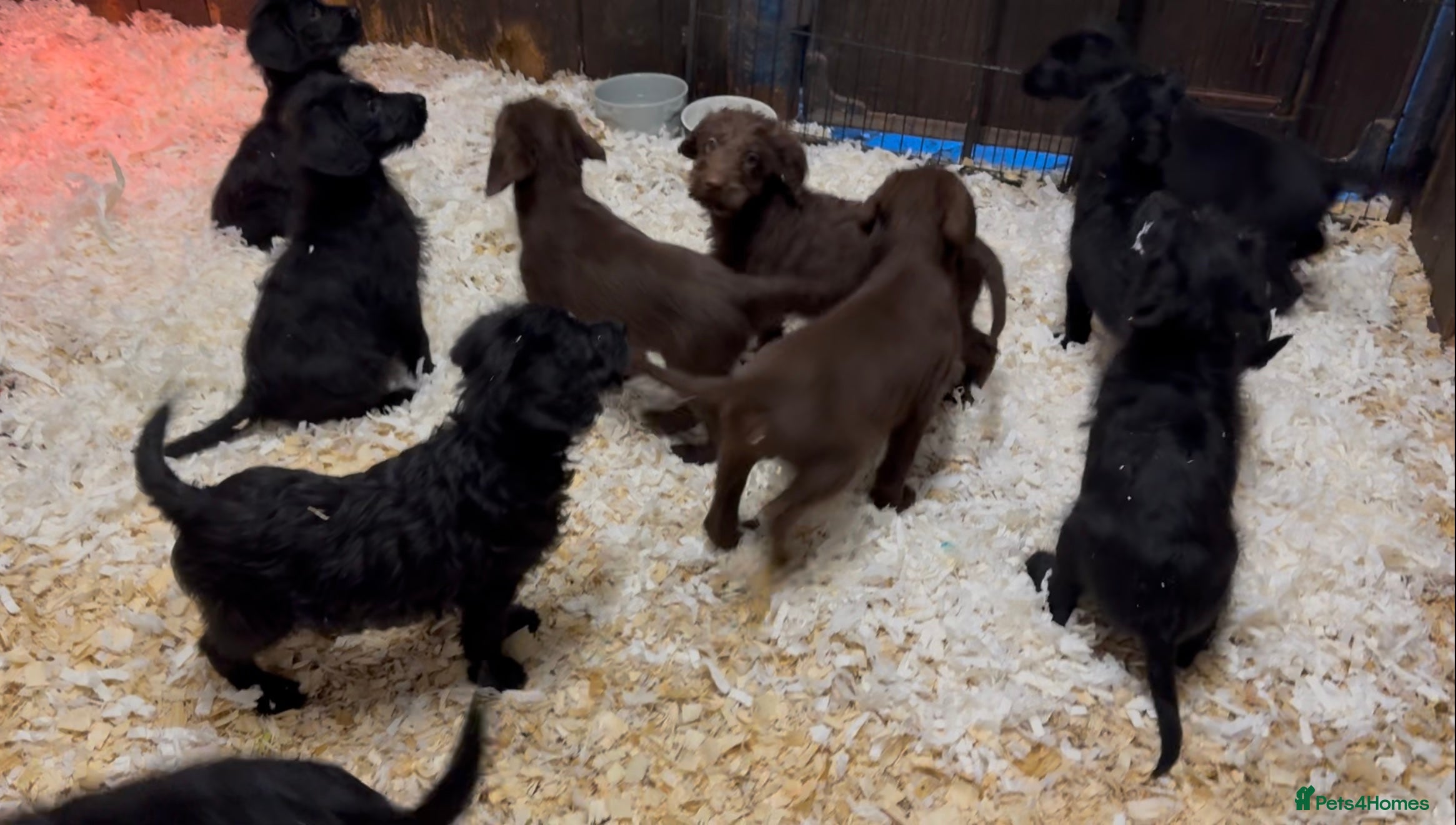 Labradoodle dogs F1 standard labradoodles  - Advert 2