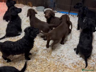 Labradoodle dogs F1 standard labradoodles - Advert 6