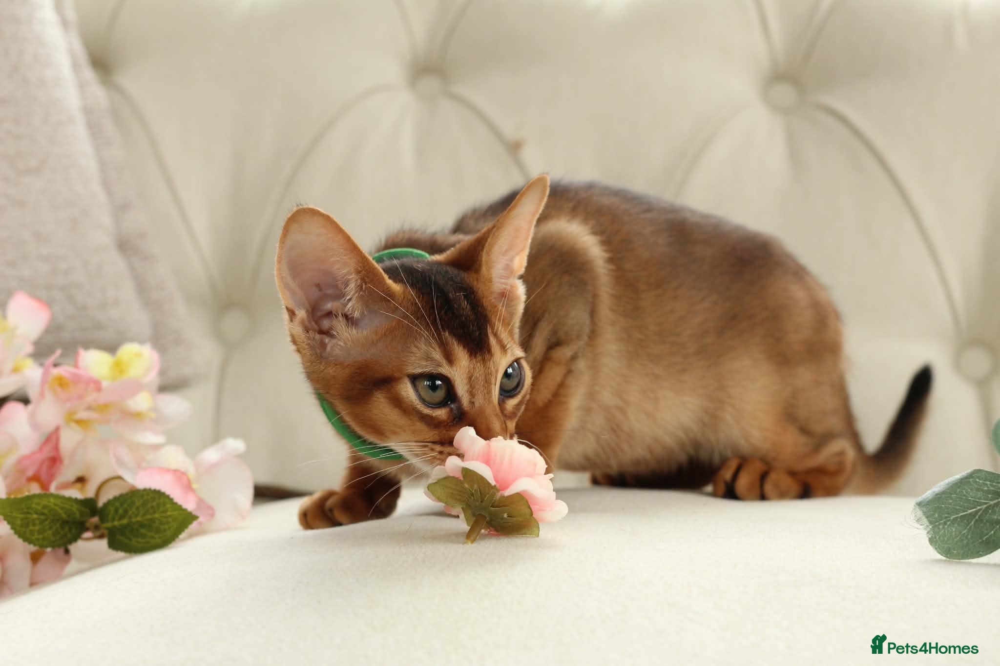 Abyssinian cats Pure breed Abyssinian kitten GCCF registered  - Advert 1