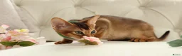 Abyssinian cats for sale: Pure breed Abyssinian kitten GCCF registered  - Advert 4