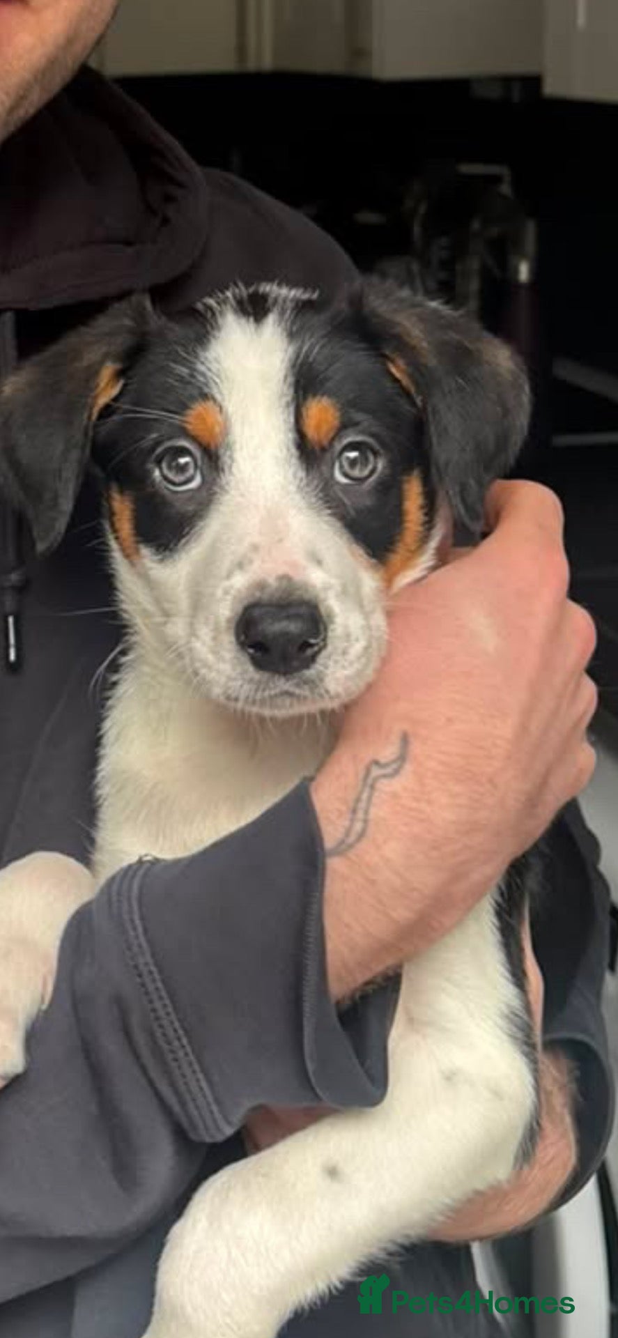 Mixed Breed dogs Border Collie x Huntaway - Advert 5