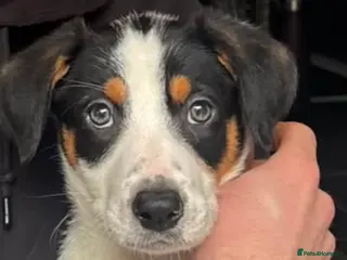Mixed Breed dogs Border Collie x Huntaway - Advert 5