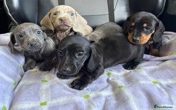 Dachshund dogs for sale: GORGEOUS KC REG STANDARD MALE PUPS  - Advert 12