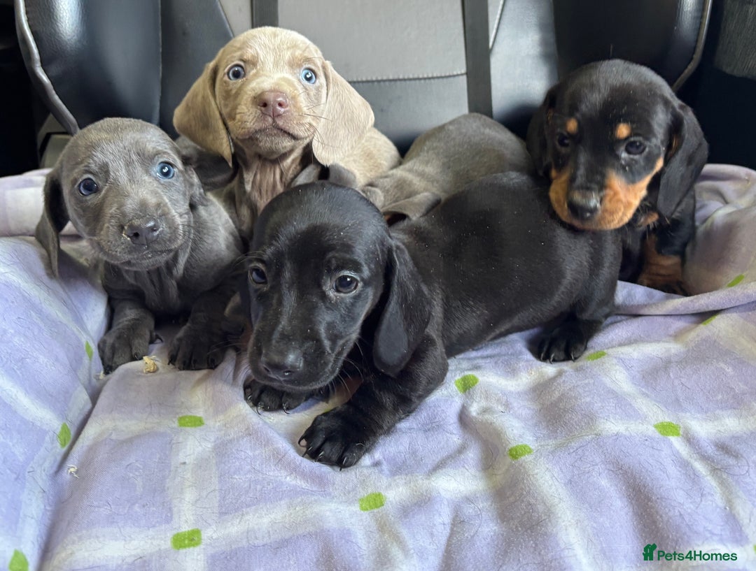 Dachshund dogs for sale: GORGEOUS KC REG STANDARD MALE PUPS  - Advert 12
