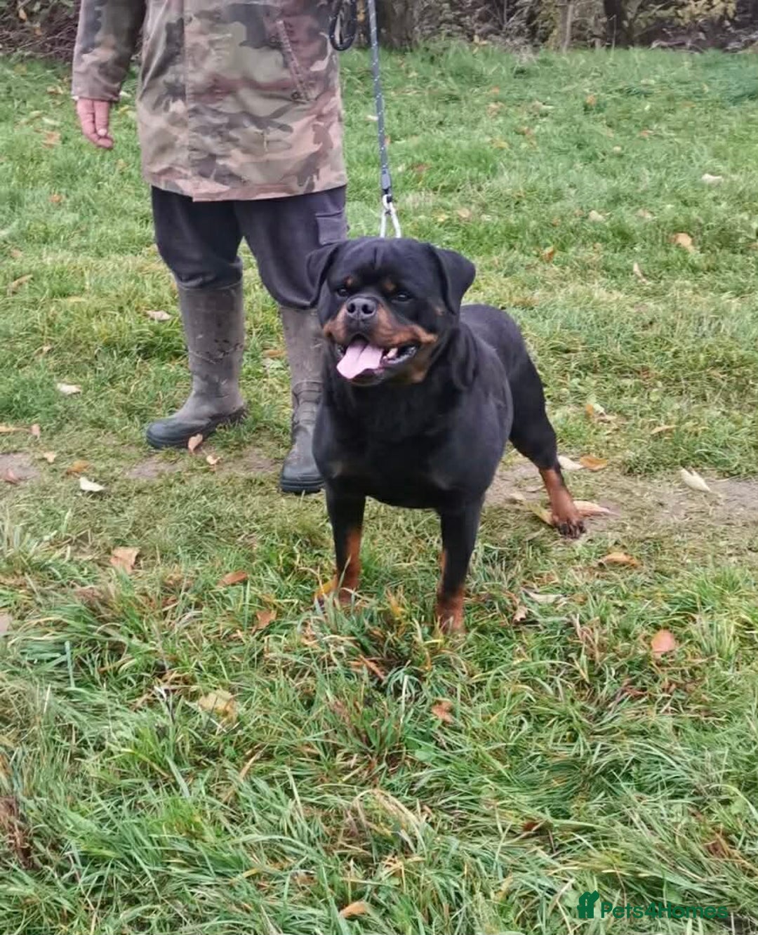 Rottweiler dogs for sale: 🐕 beautiful Rottweiler puppies 🐶  - Advert 8