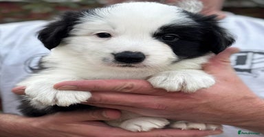 Border Collie dogs - Advert 1