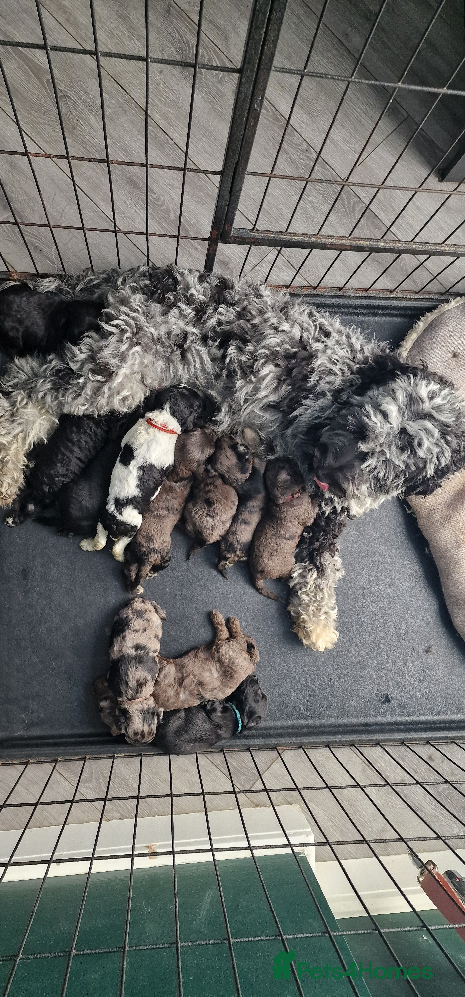Cockapoo dogs Cockapoo puppies for sale - Advert 14