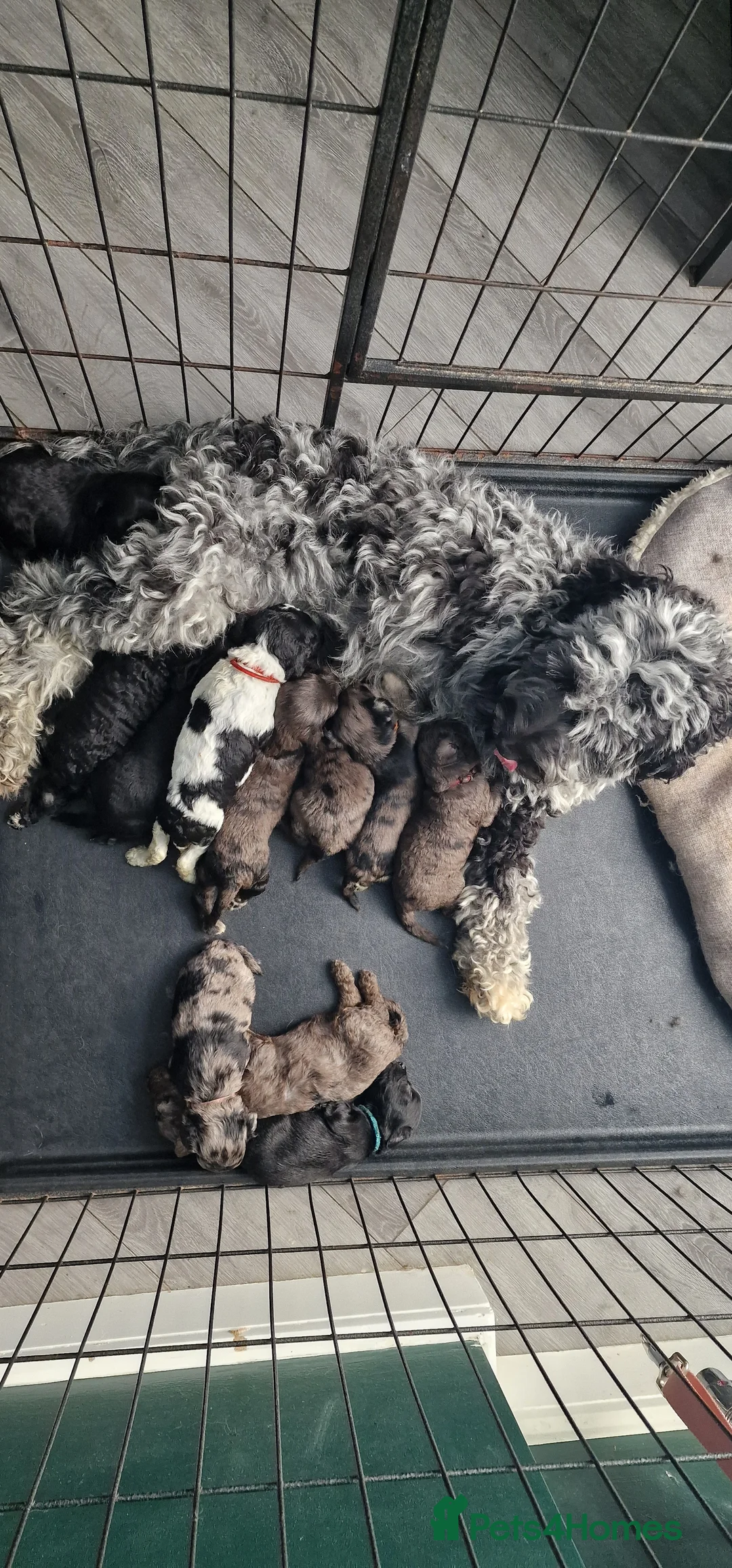 Cockapoo dogs for sale: Cockapoo puppies for sale in Crawley - Advert 2