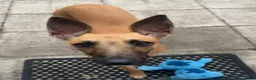 Lurcher dogs for sale: Simba looking for good home - Advert 3